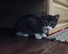 C47 Litter-Peter - ADOPTED