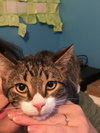 C47 Litter-Peter - ADOPTED