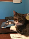 C47 Litter-Peter - ADOPTED