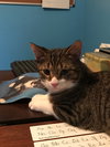 C47 Litter-Peter - ADOPTED
