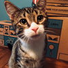 C47 Litter-Peter - ADOPTED