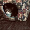 C47 Litter-Peter - ADOPTED