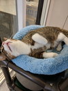 C47 Litter-Peter - ADOPTED