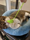 C47 Litter-Peter - ADOPTED