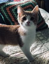 C47 Litter-Walter-ADOPTED