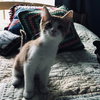 C47 Litter-Walter-ADOPTED
