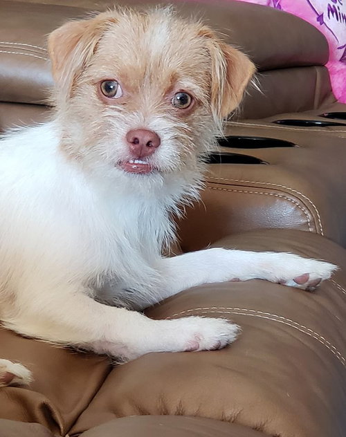 Charlie - ADOPTED