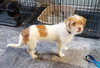 Charlie - ADOPTED