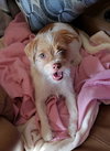 Charlie - ADOPTED