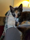 C48 Litter-Marigold-ADOPTED
