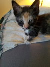 C48 Litter-Marigold-ADOPTED