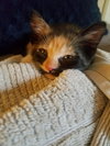 C48 Litter-Marigold-ADOPTED