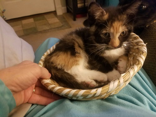 C48 Litter-Marigold-ADOPTED