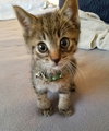 C49 Litter-Basil-ADOPTED