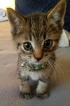 C49 Litter-Basil-ADOPTED