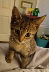 C49 Litter-Basil-ADOPTED