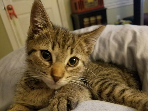 C49 Litter-Basil-ADOPTED