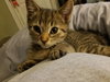 C49 Litter-Basil-ADOPTED