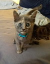 C49 Litter-Mimsy - ADOPTED