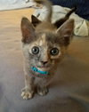 C49 Litter-Mimsy - ADOPTED
