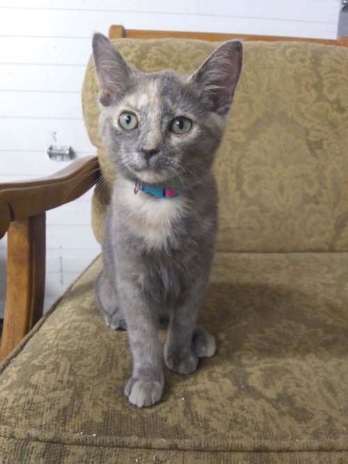 C49 Litter-Mimsy - ADOPTED