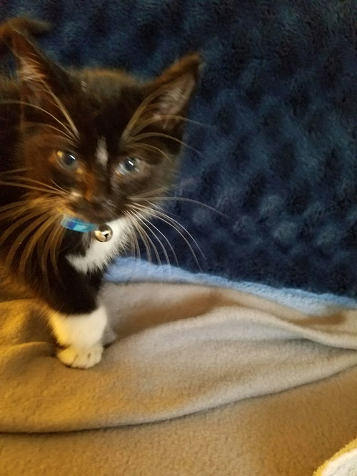 C49 Litter-Tulip-ADOPTED