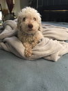 CharLee