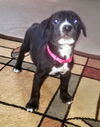 D46 Litter-Snapple - ADOPTED