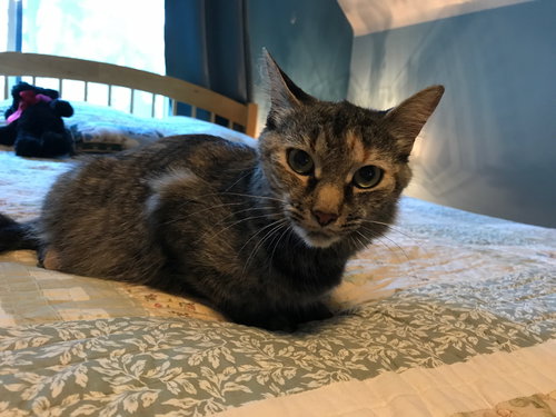 C59 Litter- Stella, mom - ADOPTED