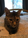 C59 Litter- Stella, mom - ADOPTED