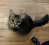 C51 Litter-Nutmeg, mom - ADOPTED