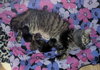 C51 Litter-Nutmeg, mom - ADOPTED