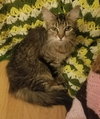 C51 Litter-Nutmeg, mom - ADOPTED