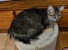 C51 Litter-Nutmeg, mom - ADOPTED