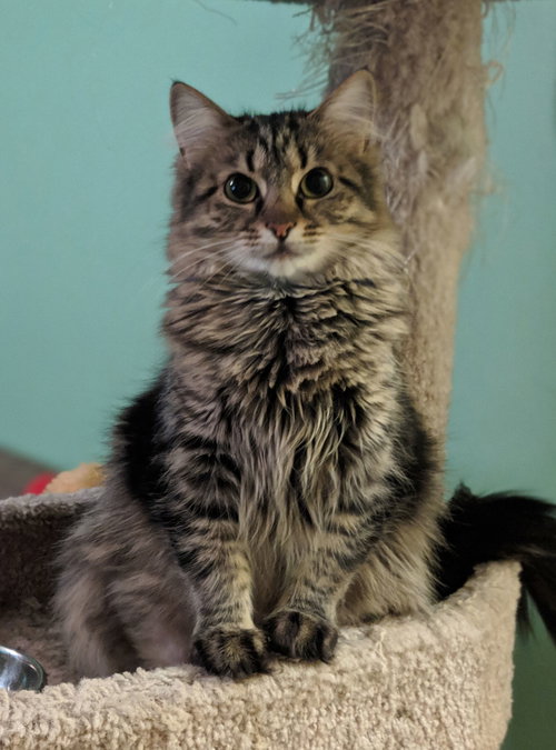 C51 Litter-Nutmeg, mom - ADOPTED