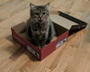 C51 Litter-Nutmeg, mom - ADOPTED