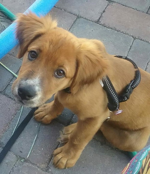 Chloe - ADOPTED