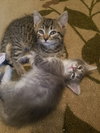 C52 Litter-Luke - ADOPTED