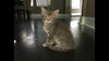 C52 Litter-Luke - ADOPTED