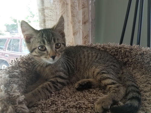 C52 Litter-Luke - ADOPTED