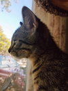 C52 Litter-Luke - ADOPTED