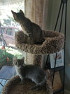 C52 Litter-Levi - ADOPTED