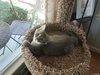 C52 Litter-Levi - ADOPTED