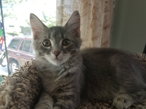 C52 Litter-Levi - ADOPTED