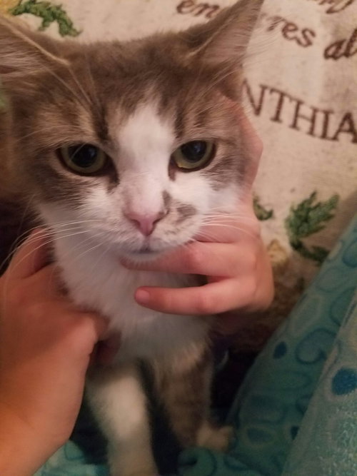 C52 Litter - Nina, mom - ADOPTED