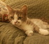 C52 Litter - Nina, mom - ADOPTED