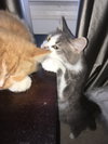 C52 Litter - Nina, mom - ADOPTED