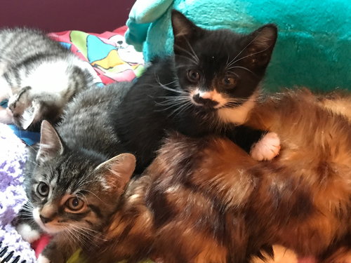 C53 Litter-Lucas - ADOPTED