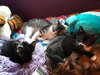 C53 Litter-Lucas - ADOPTED