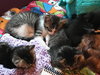 C53 Litter-Lucas - ADOPTED